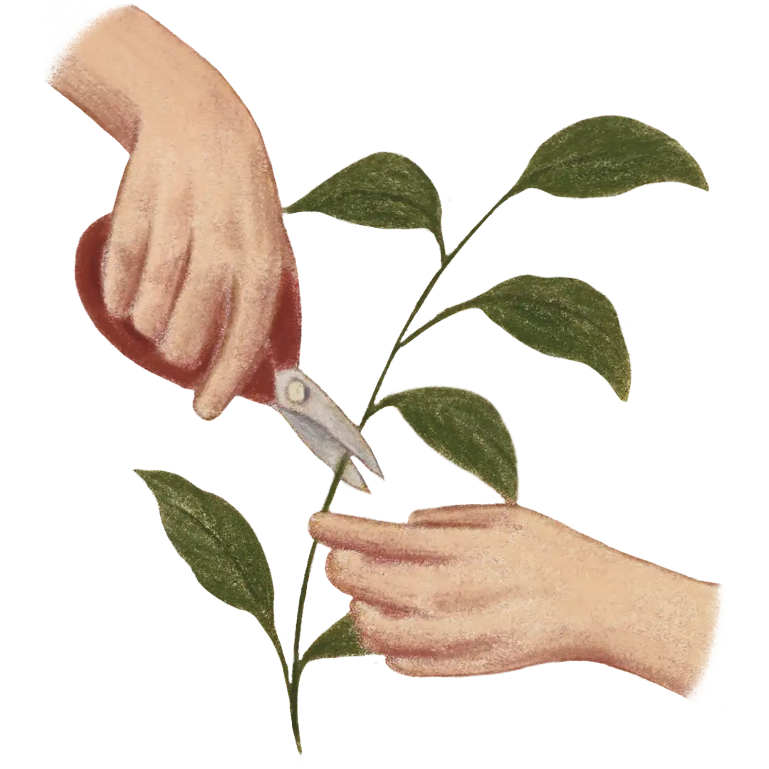 plantas y bienestar emocional