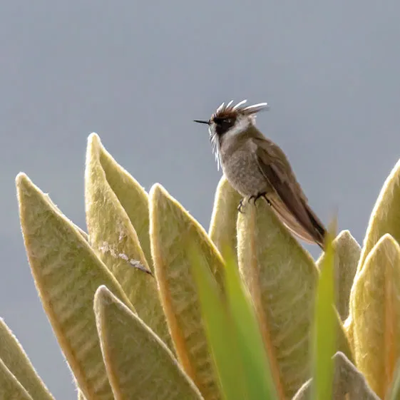 Cómo proteger las aves de Colombia