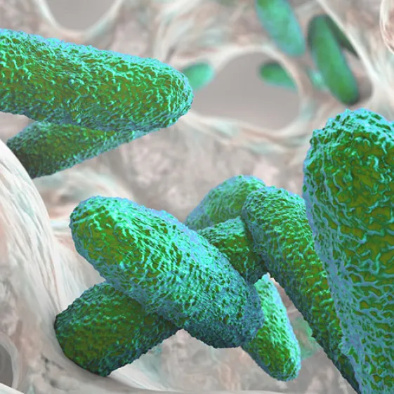 bacteria Klebsiella