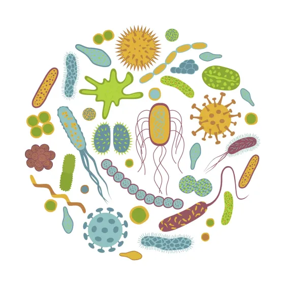 Microbiota