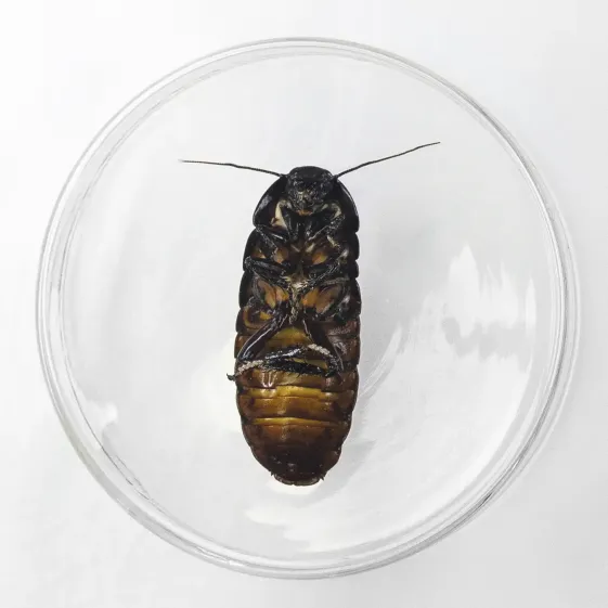 Comer Insectos