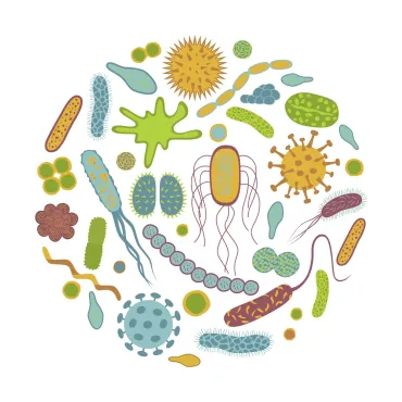 Microbiota