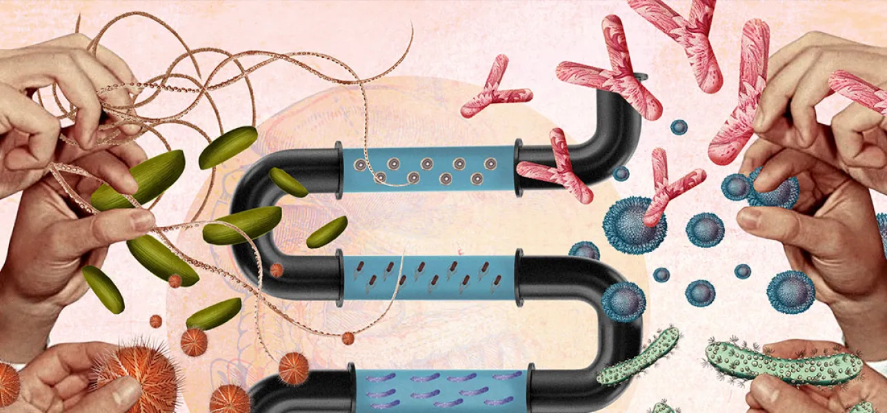 microbiota