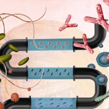 microbiota