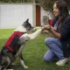 terapia con animales beneficios