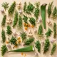 plantas medicinales