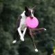 deporte canino
