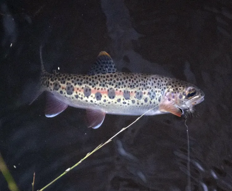 pesca con mosca