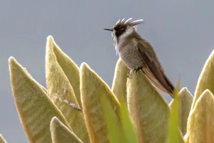 Cómo proteger las aves de Colombia