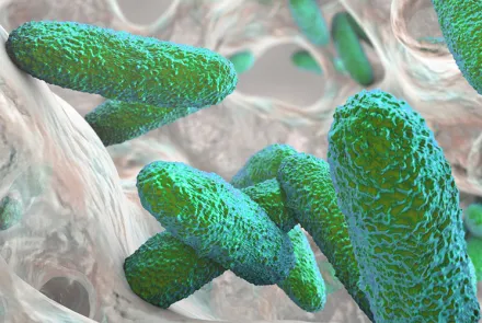 bacteria Klebsiella