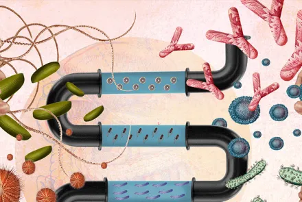 microbiota