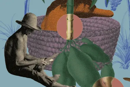 La yuca