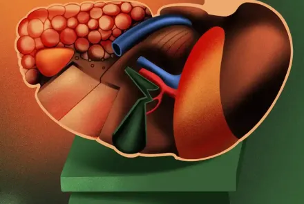 hígado y metabolismo