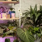 Salta Planta