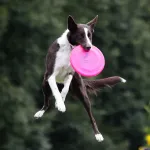 deporte canino
